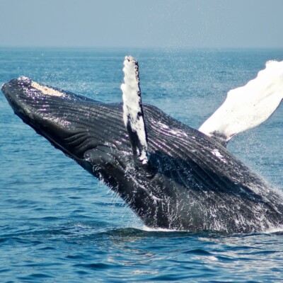 Guide to Whale Watching in Maine and Acadia National Park